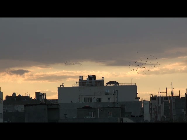 #iran #mashhad #bird #fly #footage #video