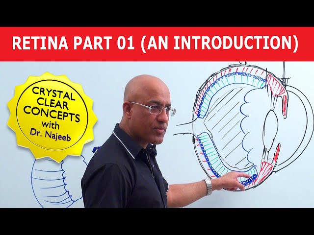 Retina | An Introduction | Part 1