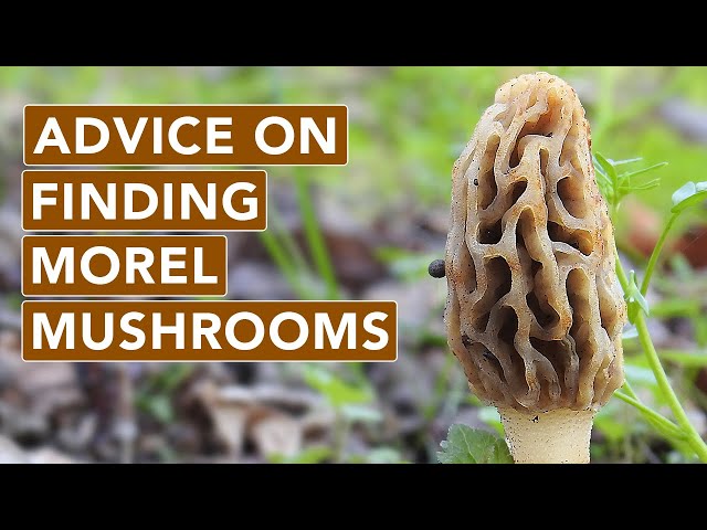 Morel Mushroom Advice You've Heard But Probably Need To Hear Again