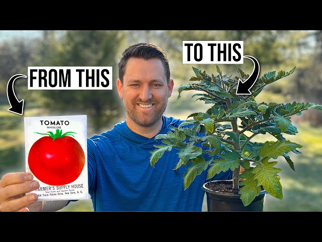 Growing tomatoes: every step from seed to transplant ready