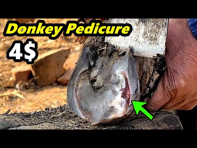 The poor neglected donkey is in terrible condition inside its hooves! 4 dollars it gets released
