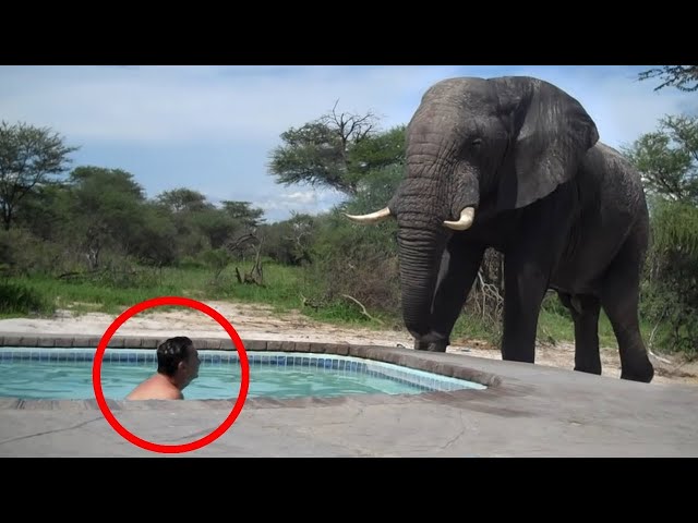 30 Scariest Elephant Encounters of the Year