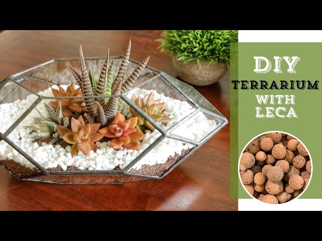 DIY Terrarium 🌿 With Leca | Ferrisland Review || A girl with a garden