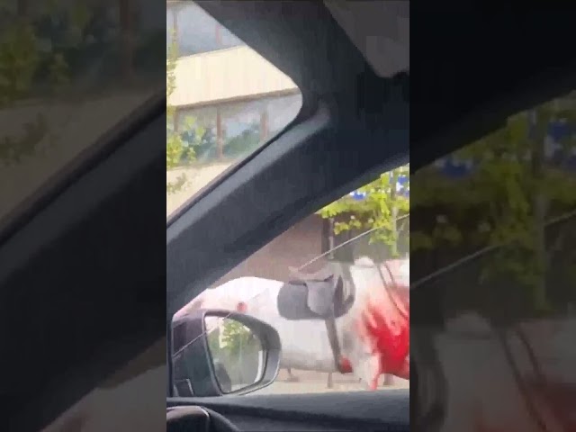Terrified driver films as two horses, one covered in blood, run through Central London
