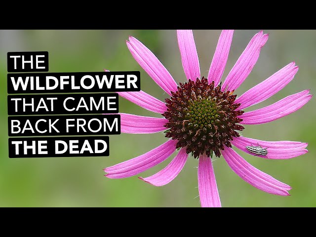 The Wildflower That Came Back From The Dead