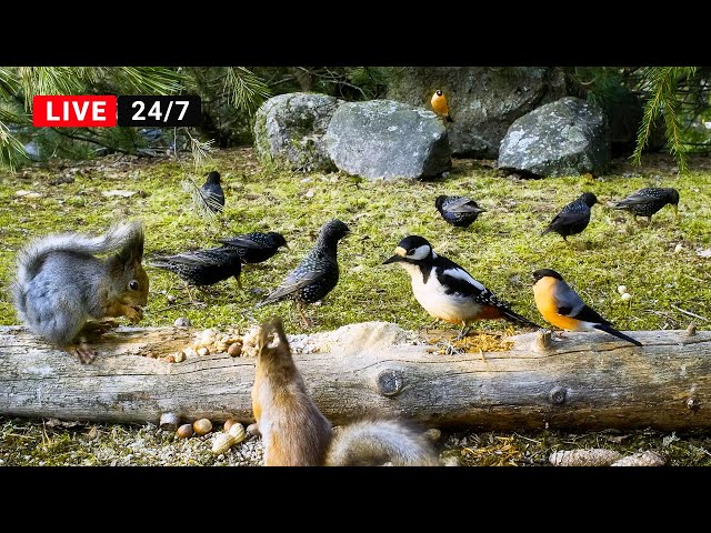 🔴24/7 LIVE Cat TV for Cats to Watch😺 Those Pretty Birds and their Squirrel Friends (4K)