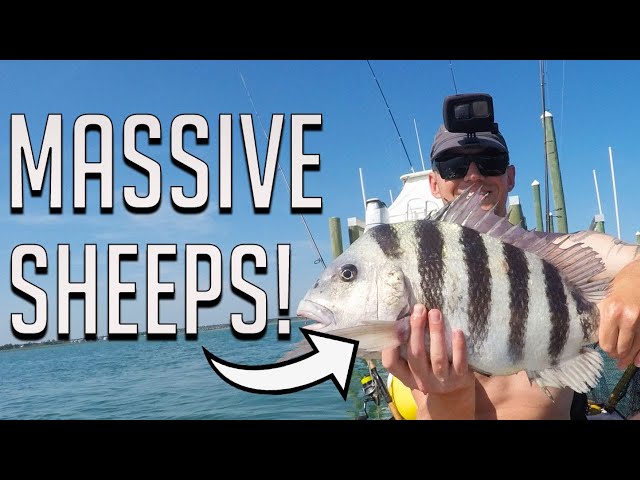 Where To Catch BIG Sheepshead In Early Summer