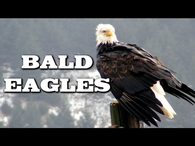 All About Bald Eagles for Kids: Animal Videos for Children - FreeSchool