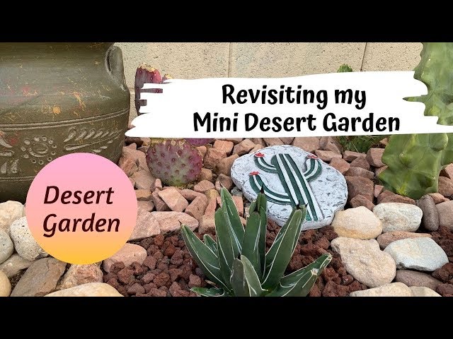 Revisiting my Mini Desert Garden