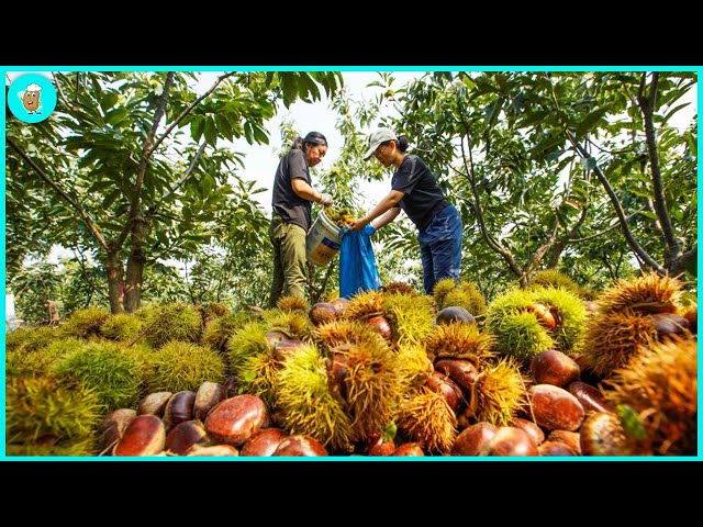 How To Harvest 6.7 Tons Of Chestnuts - Chestnut Processing Factory | Modern Agriculture