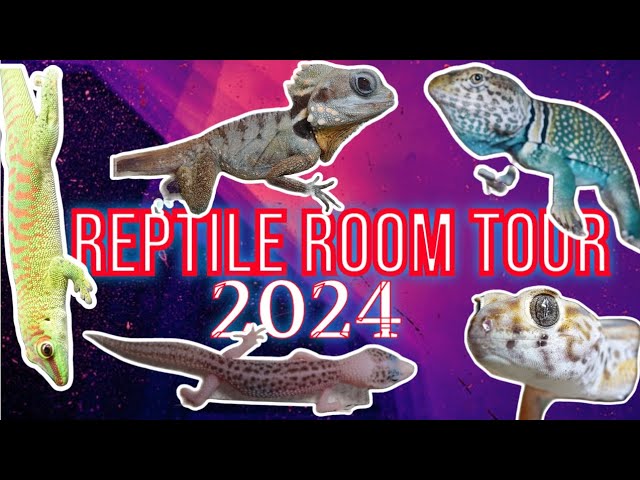 Reptile Room Tour! March 2024