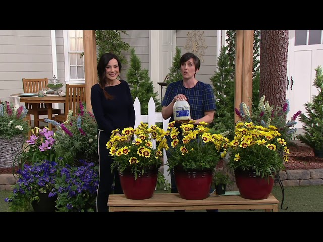 Cottage Farms 3-Piece Super Star Coreopsis Collection on QVC