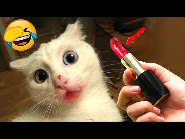 Try Not To Laugh 😂 Funniest Cats and Dogs 2024 😹🐶 Part 11