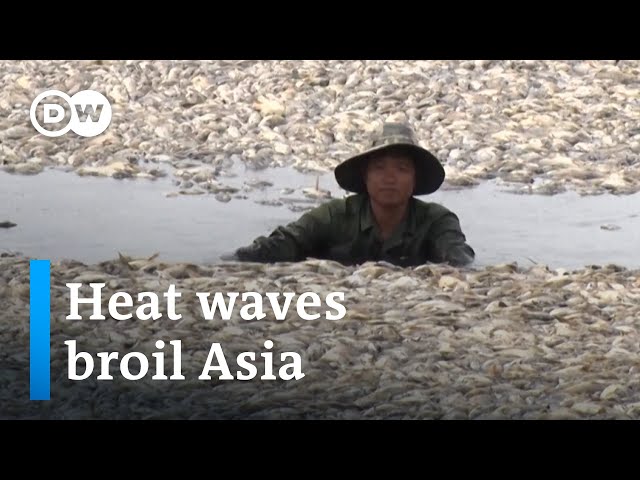 How deadly heat waves will impact economies and ecosystems | DW News