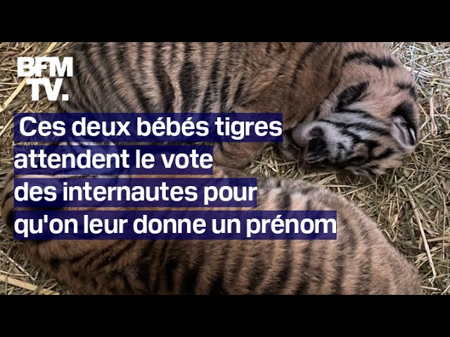 Ces deux bébés tigres attendent le vote des internautes pour qu'on leur donne un prénom