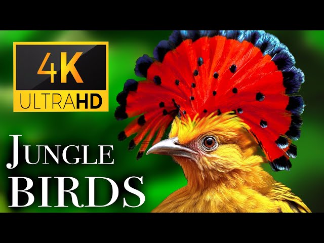Jungle Birds 4K - Beautiful Birds Sound in the Rainforest | Scenic Relaxation Film