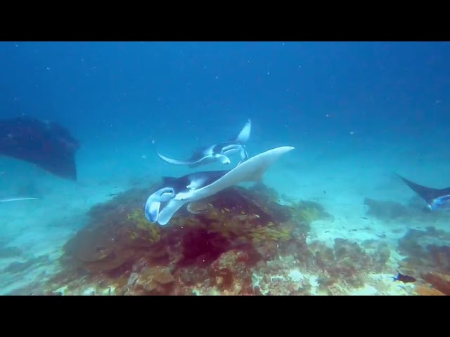 Best of Maldives: Manta ray love train