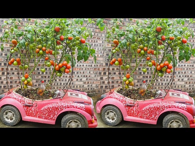 How to grow tomatoes with kitchen waste for high yield, lots of fruit and succulent