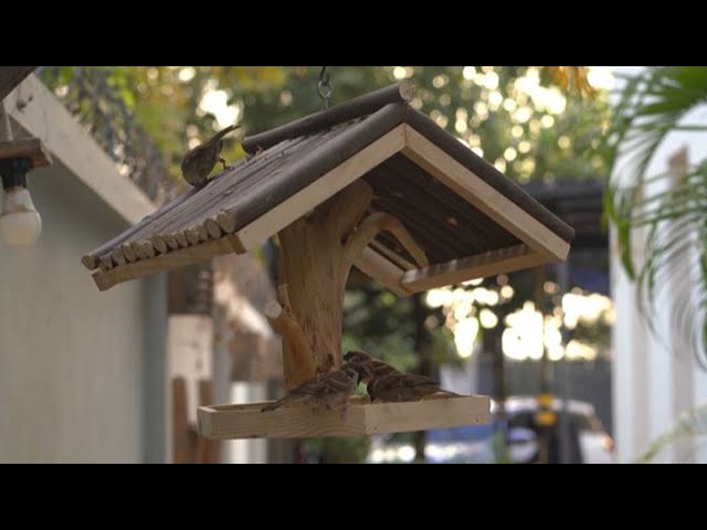 Design Bird House from Wood Twigs - Homemade Decoration