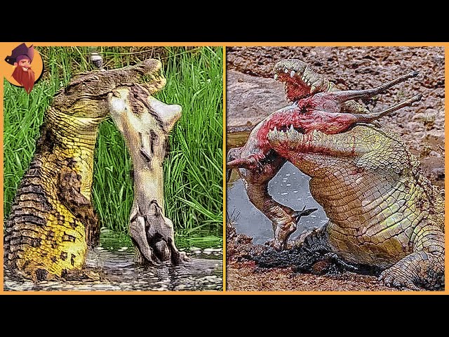15 Epic Hunting Moments of Huge And Merciless Crocodiles!