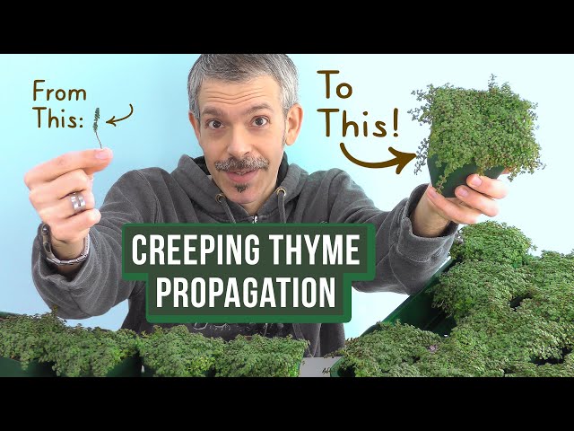 Growing Creeping Thyme: How to Propagate from Cuttings (Simple & Easy)