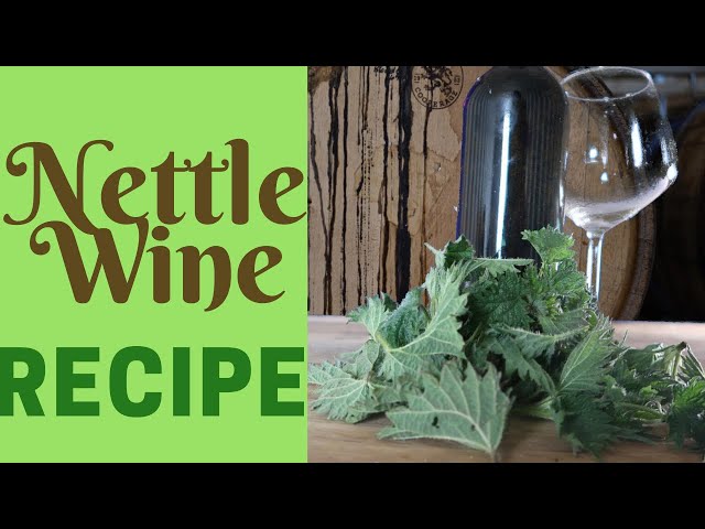 Nettle wine recipe: Classic country wine homebrew