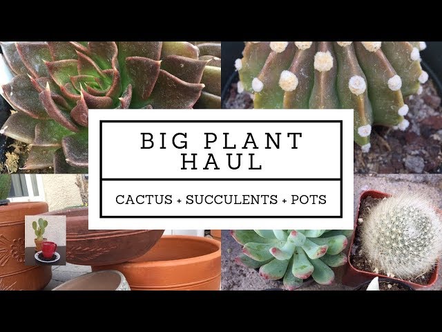 Big Plant Haul: Cactus, Succulents and Pots Haul