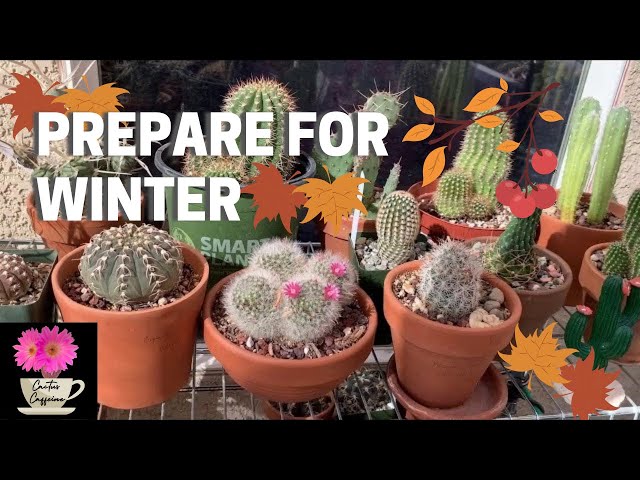 VLOG#6: My Fall Tasks | Preparing for Winter | Care for Cactus