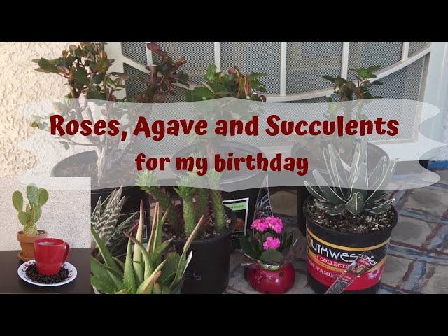 Roses, Agave and Succulents for my birthday