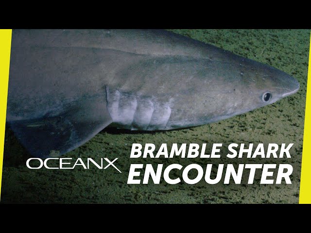 Rare Deep Sea Shark Checks Out Our Submersible