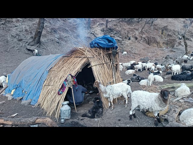 Real Nepali Mountain Sheep 🐏🐏 Shepherd Life Into Winter Season||Nepali Original Lifestyle||
