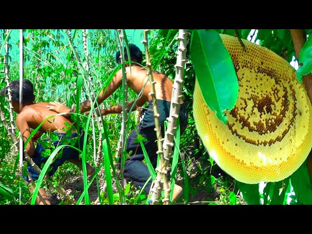 Survival In The Rainforest - Harvest Beehive and Honey by Brave Bushmen