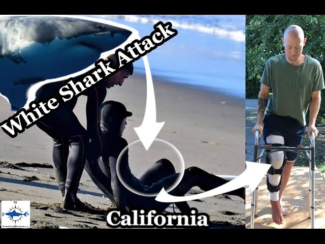 2021 Great White Shark Attack Bite California Eric Steinley Interview