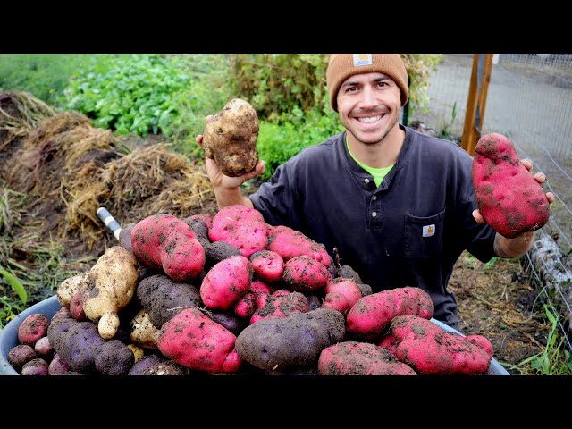 First Year Garden Potato Harvest | The BIGGEST Spuds We've Ever Seen!