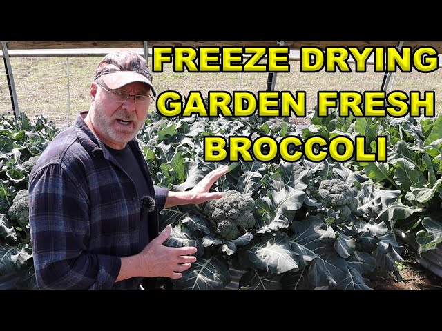 Freeze Drying Garden Fresh Broccoli In The Cube Freeze Dryer