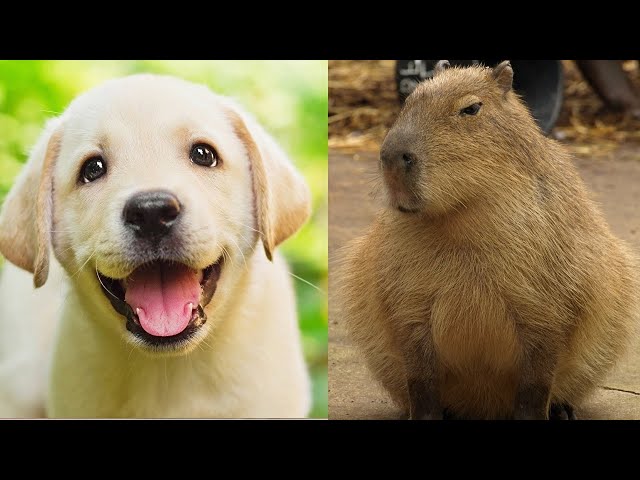 Cute baby animals Videos Compilation cute moment of the animals - Cutest Animals #31