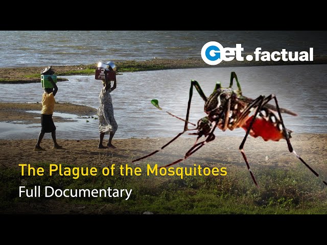 Return of the Bible Plagues: Mosquitos | Full Documentary - Part 2