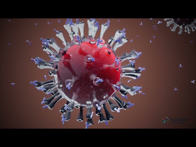How do mRNA vaccines work?