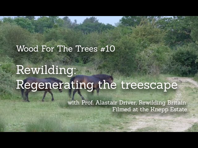 Rewilding: Regenerating the Treescape, part 10 of Wood for the Trees