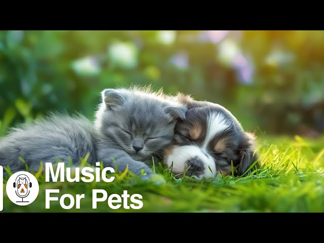 Pets sleep music😽Healing piano music that cats & dogs like, separation anxiety soothing music