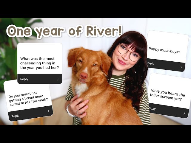 My honest experience having a Toller for a year