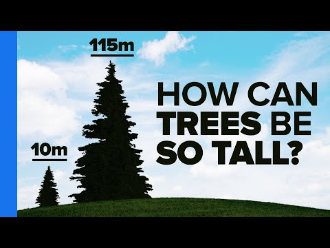 How Trees Bend the Laws of Physics