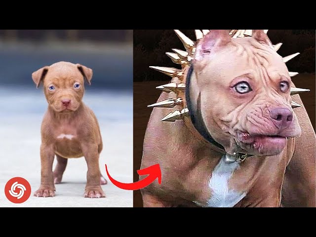 Before and After Animals Growing Up - Animals Transformation Beast