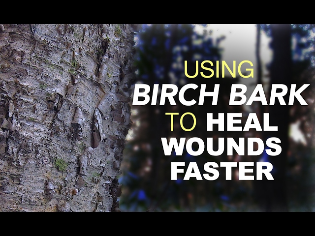 Using Birch Bark To Heal Wounds Faster