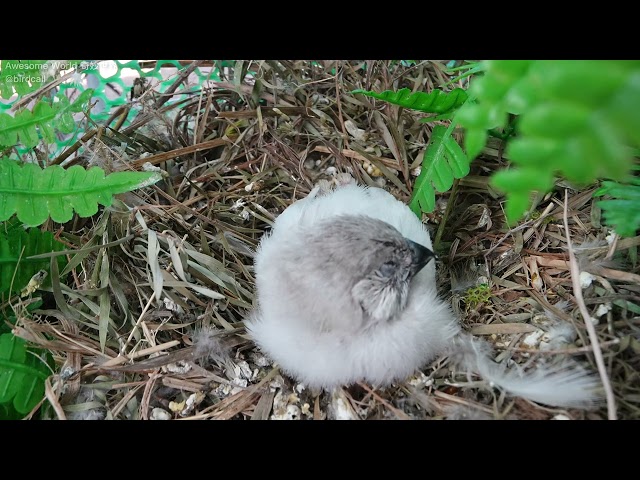 Feathered Family Chronicles Day 19: A Heartwarming Journey of Bird Parents Raising Their Newborns