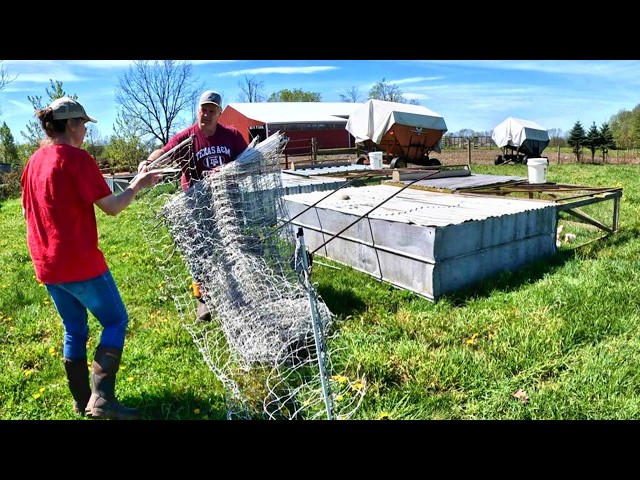 Bringing Chickens to Pasture, Dandelions & Flies