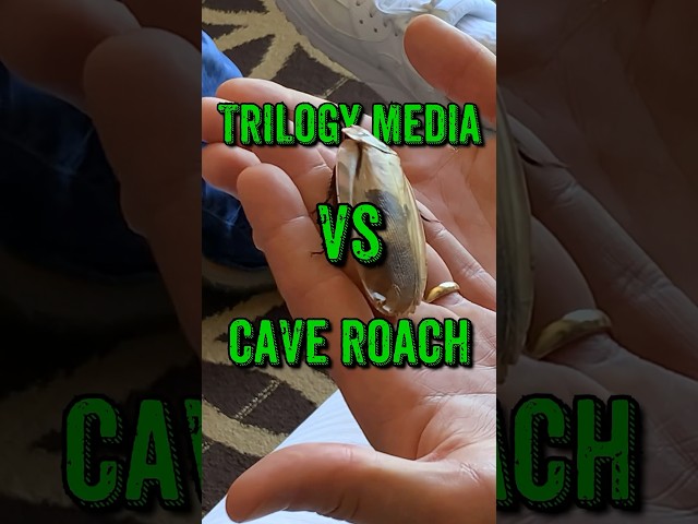 Trilogy Media VS Cave Roach