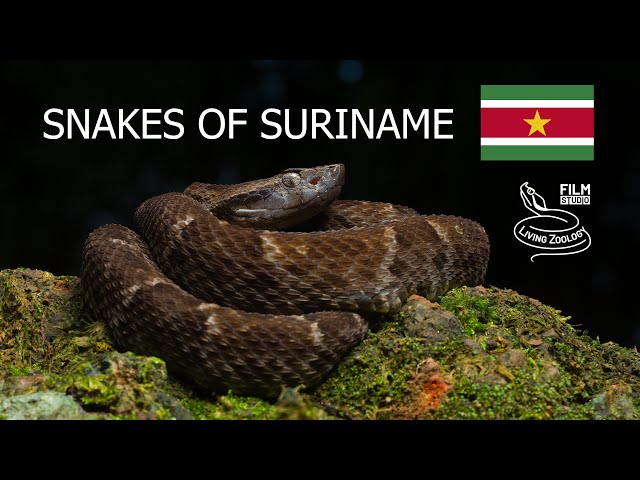 Snakes of Suriname, 5 common species, Common lancehead, Amazon tree boa, mock viper and more