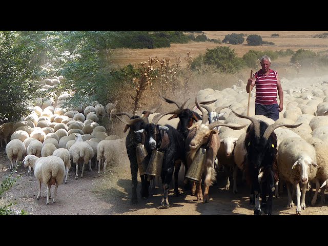 Transhumance and traditional grazing of a thousand sheep and cat in 2020 | Lost Trades |