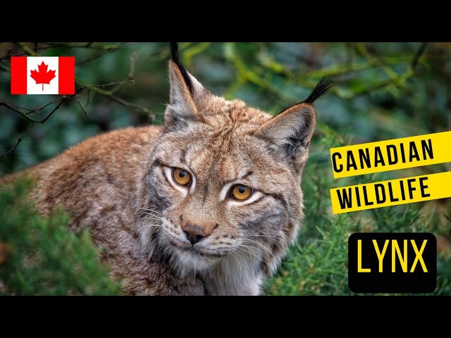 The Canadian Lynx, the most beautiful wildcat  in Canadian